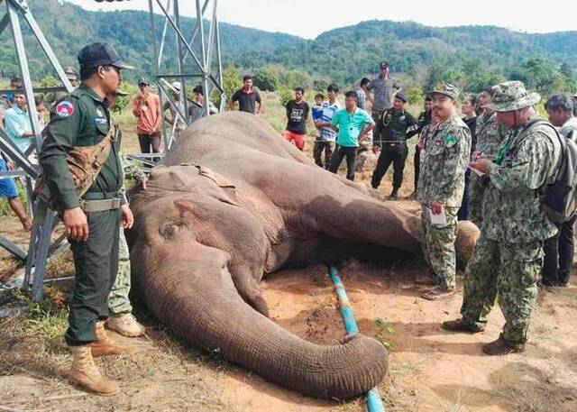 电线杆倒下 柬埔寨野生大象触电死亡