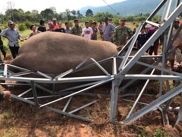 电线杆倒下 柬埔寨野生大象触电死亡