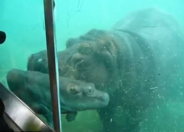母爱真伟大：美国动物园河马妈妈尝试把年幼子女推上水面助其呼吸
