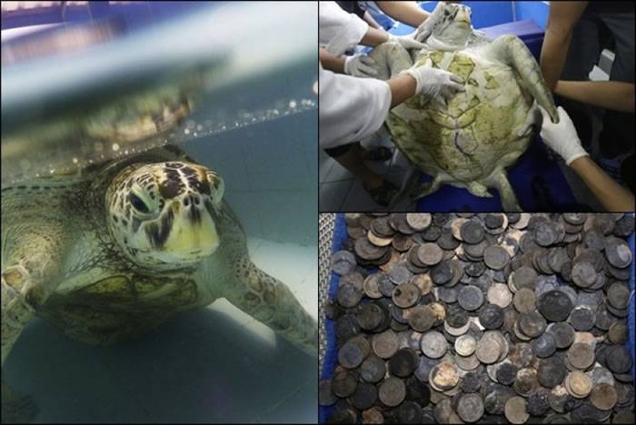 吞915枚硬币 泰国海龟“银行”手术后败血病不治