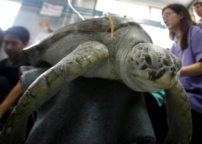 吞915枚硬币 泰国海龟“银行”手术后败血病不治