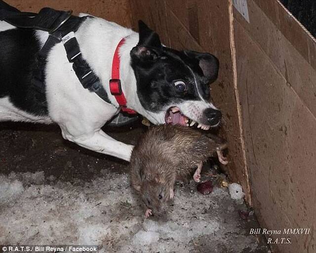 狗拿耗子非多管闲事：美国男子训练猎犬捕老鼠 助纽约解决鼠患问题