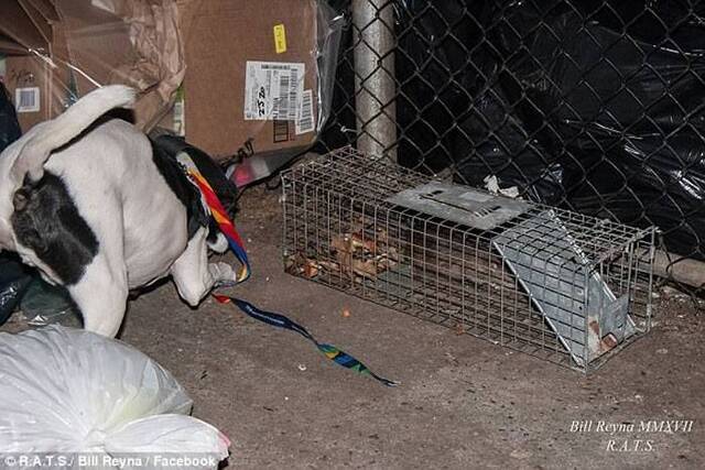狗拿耗子非多管闲事：美国男子训练猎犬捕老鼠 助纽约解决鼠患问题