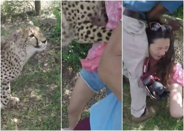 澳门女生在南非狩猎公园受到供游客拍照的小猎豹攻击