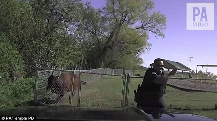 美国德州一只聪明又顽皮的牛大逃亡 引警察下车再反击
