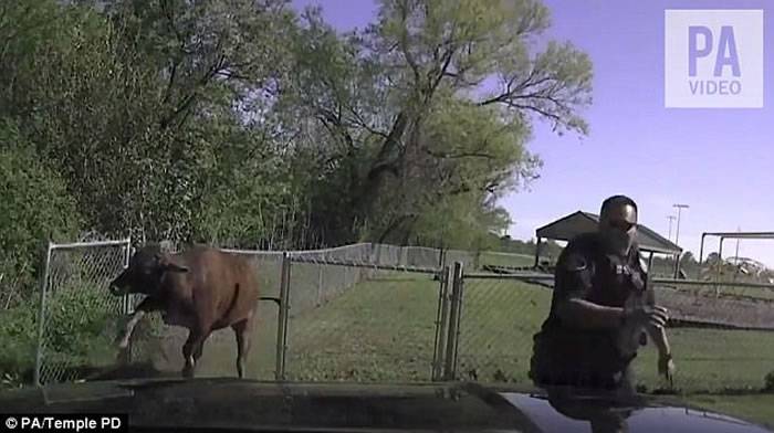 美国德州一只聪明又顽皮的牛大逃亡 引警察下车再反击