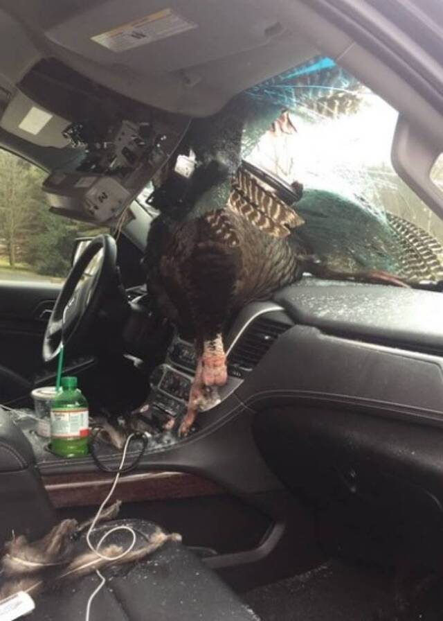 美国新泽西州一只重达30磅的火鸡撞进行驶中的汽车