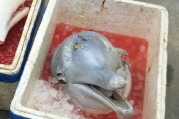 中华白海豚在广东珠海街头遭当街斩首贩卖