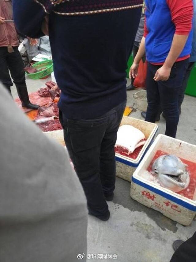 中华白海豚在广东珠海街头遭当街斩首贩卖