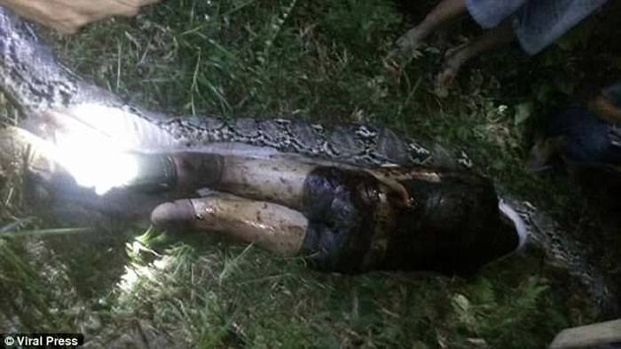 恐怖慎入：印尼村民剖开5公尺巨蟒 蛇肚内惊见失踪好友