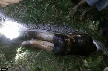 恐怖慎入：印尼村民剖开5公尺巨蟒 蛇肚内惊见失踪好友