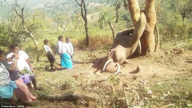 印度野生大象爬上树吃波萝蜜时不慎跌落卡在树干中间动弹不得 随后心脏病发死亡