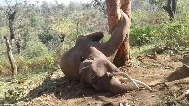 印度野生大象爬上树吃波萝蜜时不慎跌落卡在树干中间动弹不得 随后心脏病发死亡