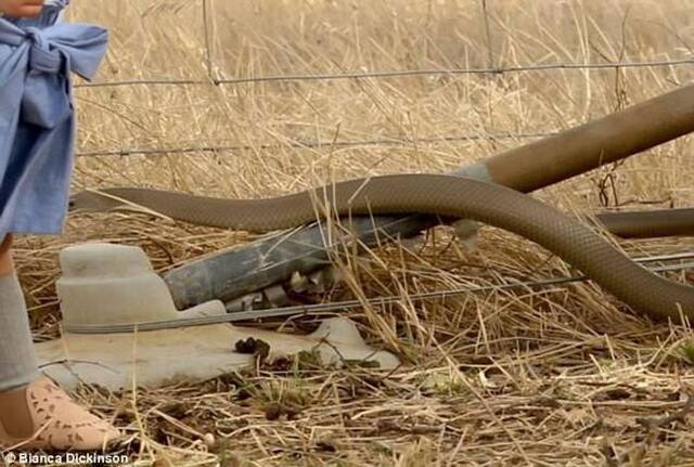 澳洲母亲在野外为两岁大女儿拍照 赫然发现全球第二毒的毒蛇“东部棕蛇”在合照