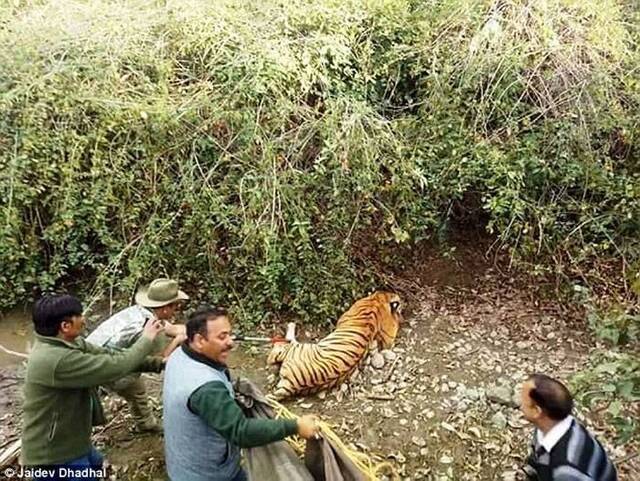 印度保护区老虎咬死人遭围捕 用挖土机运走时却不慎被压死