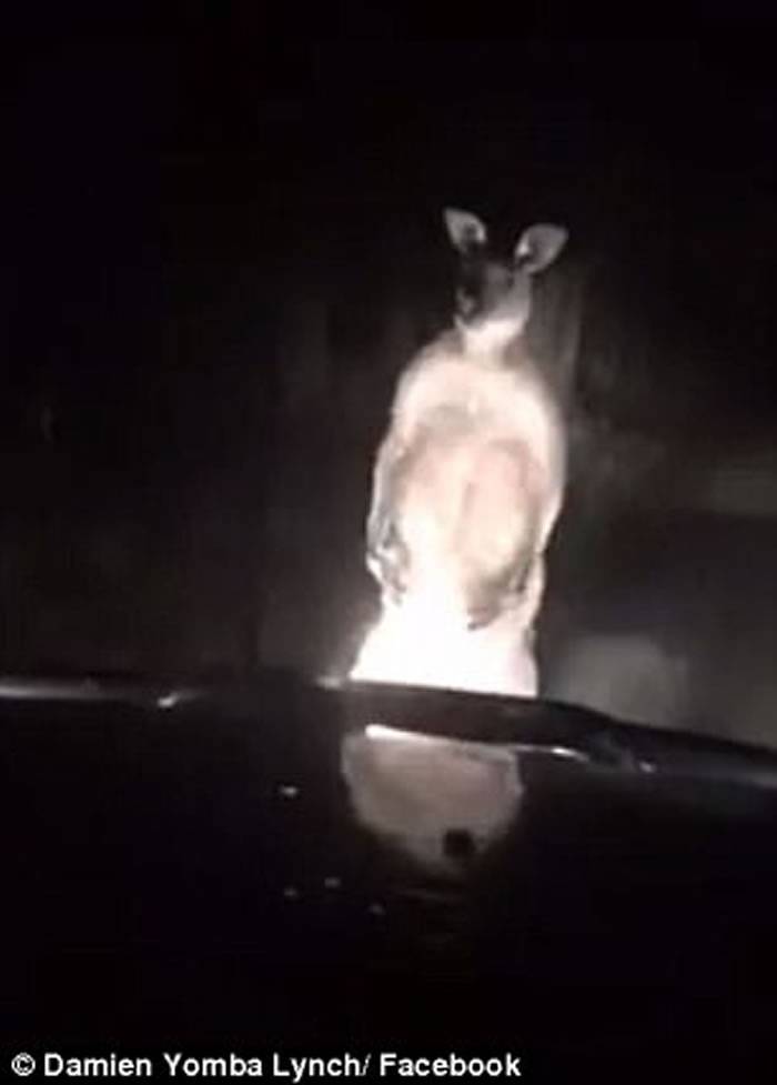 澳洲堪培拉袋鼠对被人类跟着非常不满 转身向车辆挥拳