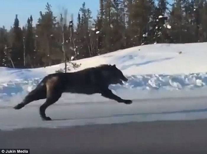 加拿大高速公路惊现两奔跑巨狼