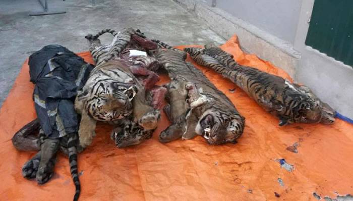 越南乂安省民宅发现5只器官被摘除的“冰冻死亡”老虎