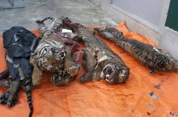 越南乂安省民宅发现5只器官被摘除的“冰冻死亡”老虎