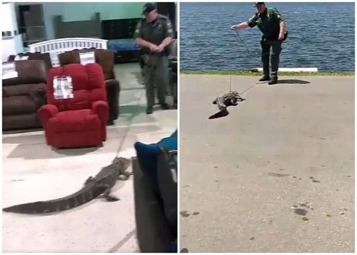 美国佛罗里达州鳄鱼出没注意！警察捉大鳄放生湖泊