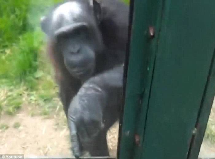 英国威尔士山动物园黑猩猩打手势示意人类帮忙打开窗户让它重获自由