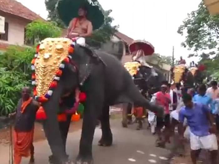 印度喀拉拉特邦信徒宗教巡游 大象忽然起脚把后方男子踢飞