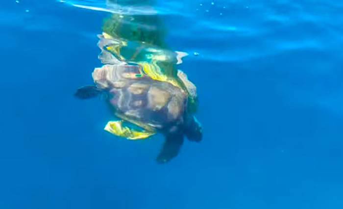 美国海边一只赤蠵龟惨被气球缠住