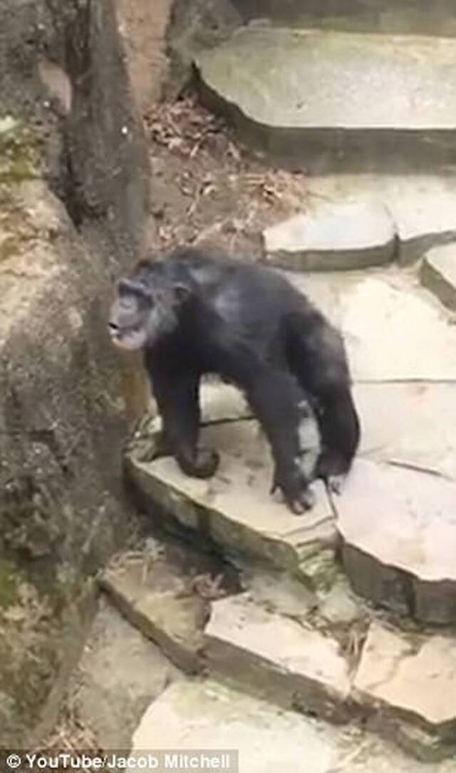 美国密西根州John Ball动物园黑猩猩捞起大便扔游客 老奶奶无辜中弹