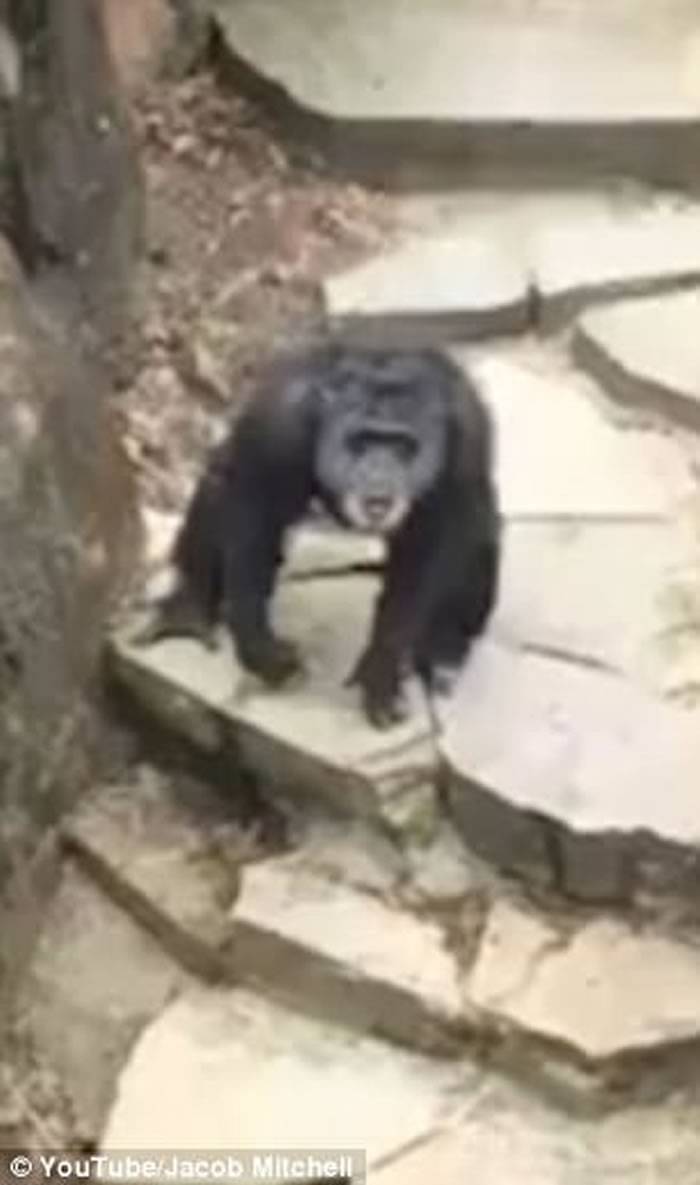 美国密西根州John Ball动物园黑猩猩捞起大便扔游客 老奶奶无辜中弹