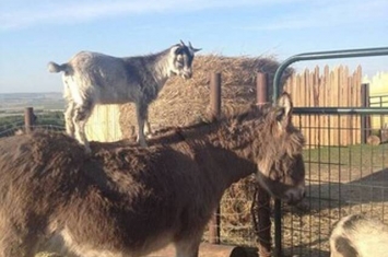 加拿大小山羊悠闲地踩在驴子背上 驴子：老大想去哪里巡视