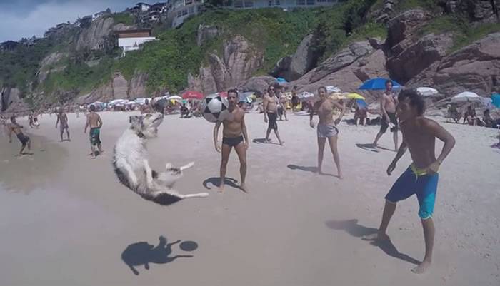 巴西一只苏格兰牧羊犬Scotch沙滩玩球展现惊人球技