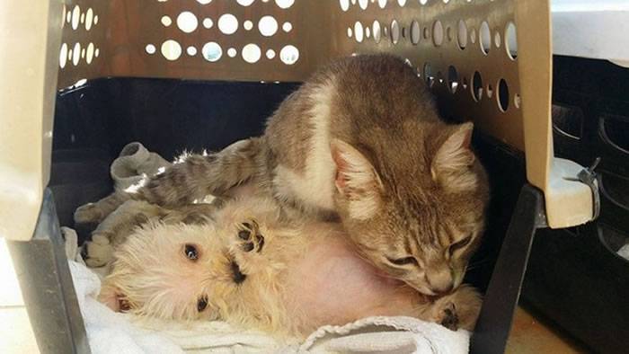 墨西哥猫咪Gertrude被狗攻击重伤失去肚中宝宝 却在医院收养一只小狗