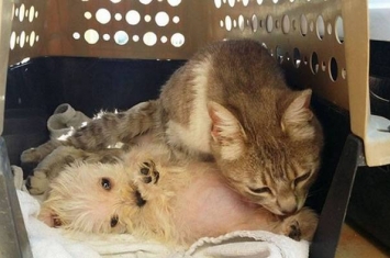 墨西哥猫咪Gertrude被狗攻击重伤失去肚中宝宝 却在医院收养一只小狗
