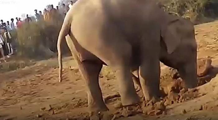 印度小象掉进井里 大象妈妈在旁挖了一整晚