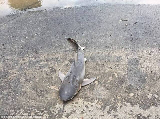 澳洲热带气旋风暴黛比余波未了 一周内2条公牛鲨陈尸泥浆