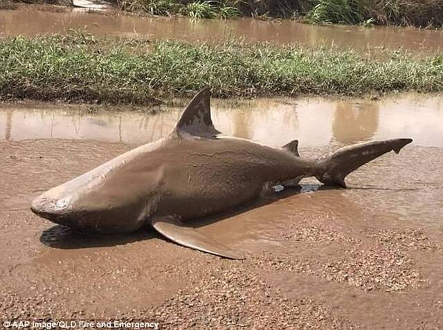 澳洲热带气旋风暴黛比余波未了 一周内2条公牛鲨陈尸泥浆