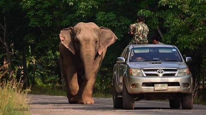 泰国爱旅行的大象Kaew竟跑到栖息地90公里外地区