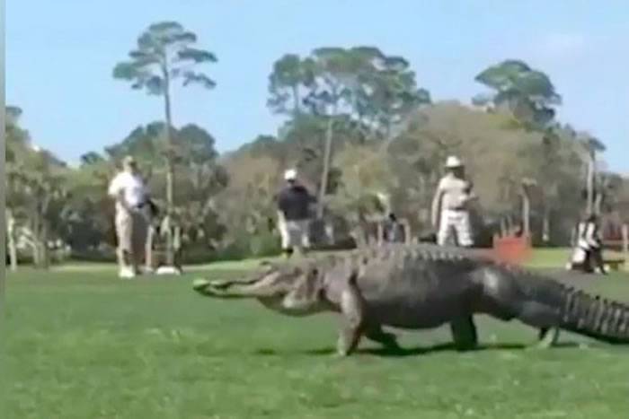 美国南卡罗莱纳州大得像恐龙的巨鳄闯高尔夫球赛场 球手急上车逃亡