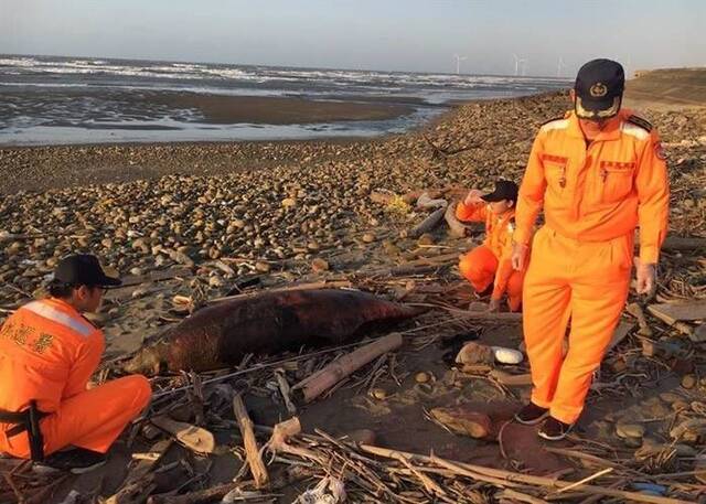 台湾苗栗县后龙镇外埔渔港北侧沙滩一月内4宗鲸豚绿蠵龟搁浅死亡 疑与附近工程有关