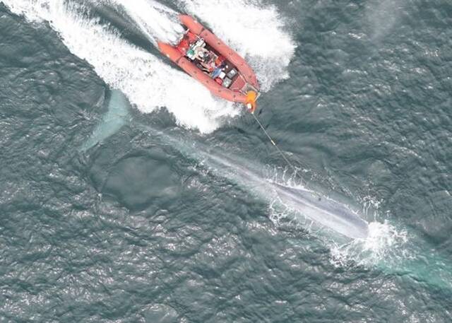 美国科学家首次测到蓝鲸心跳 助了解体型庞大之谜