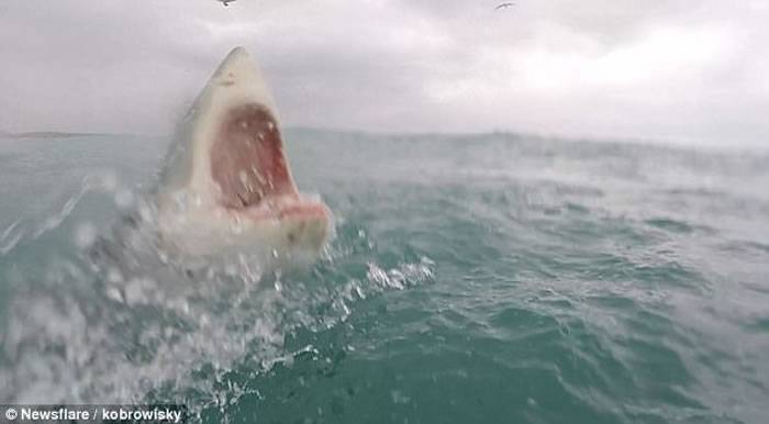 在南非海面追踪鲨鱼的男子遇到大白鲨突袭