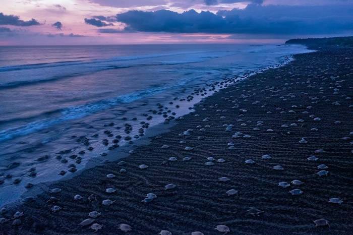 可能是有史以来拍摄到最大的海龟潮！成千上万只榄蠵龟聚集在哥斯达黎加奥斯蒂欧娜