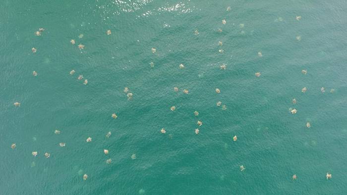 可能是有史以来拍摄到最大的海龟潮！成千上万只榄蠵龟聚集在哥斯达黎加奥斯蒂欧娜