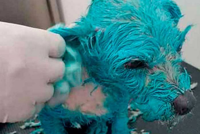 墨西哥变态男子迫小狗饮溶剂淋油漆令其至死
