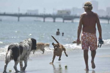 美国洛杉矶爆发发H3N2狗流感 极可能来自中国犬只