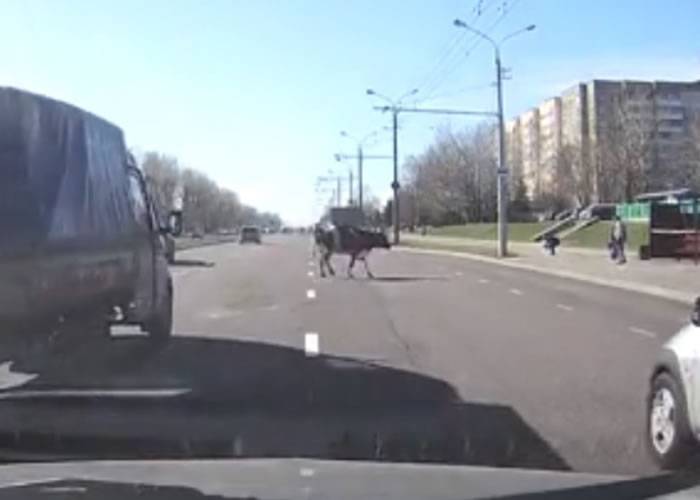 白俄罗斯首都明斯克高速公路制肉厂货车跳下一只逃生的牛