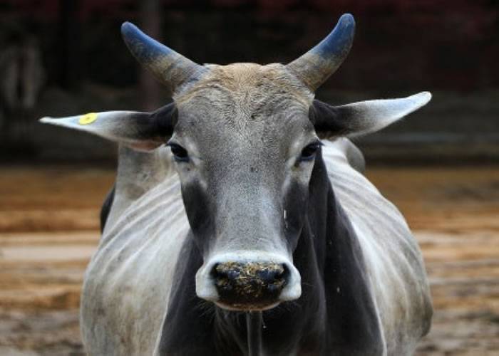 印度总理莫迪的家乡古吉拉特邦家乡修法 宰牛将被判囚终身监禁