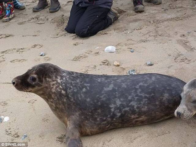 英国康沃尔郡蜥蜴半岛落难小海豹获救后重回大海