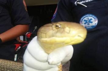 泰国居民听到敲门声打开门没看到人 却看到一条5.4公尺长黄金眼镜王蛇