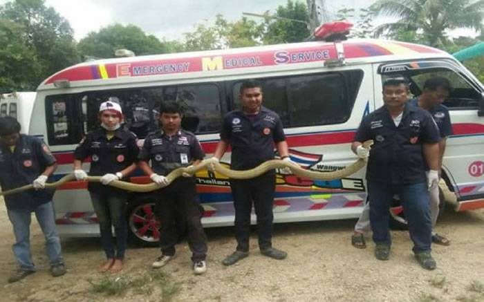 泰国居民听到敲门声打开门没看到人 却看到一条5.4公尺长黄金眼镜王蛇